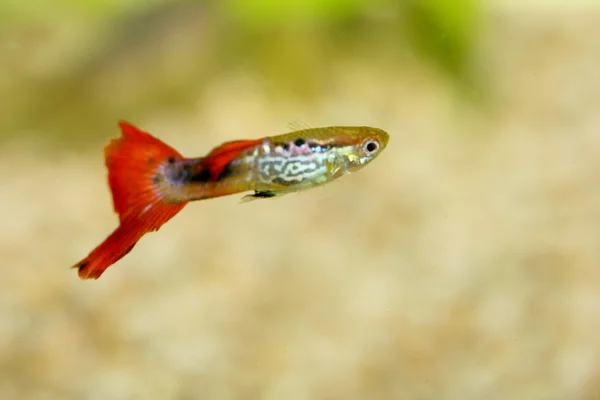 Guppy (Poecilia reticulata) — Foto de Stock