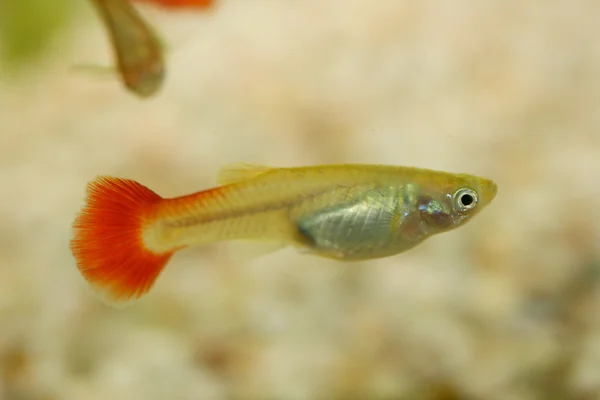 Guppy (Poecilia reticulata) 