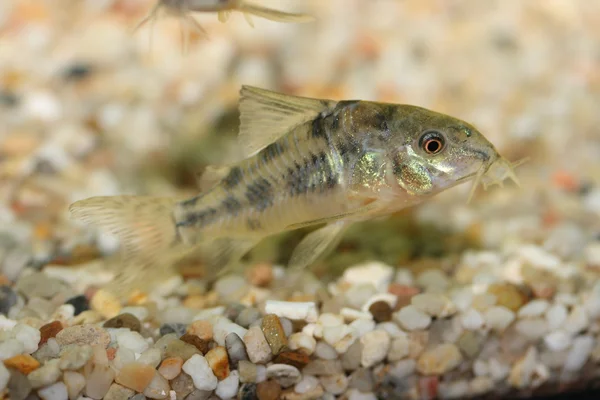 Собака з мармуром ( Corydoras paleatus ) — стокове фото