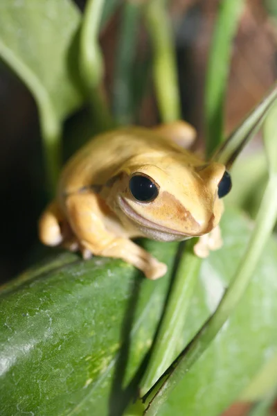 Küçük bir kurbağa — Stok fotoğraf
