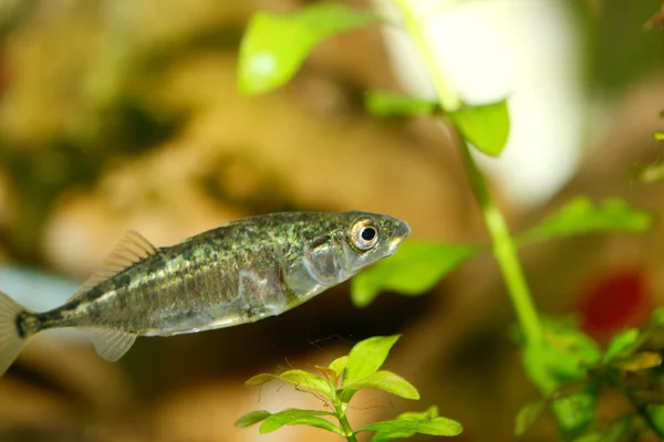 Three-spined stickleback  (Gasterosteus aculeatus) — Stock Photo, Image