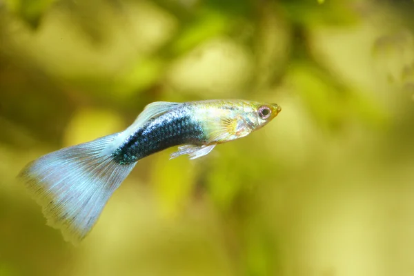 Guppy (Poecilia reticulata) 