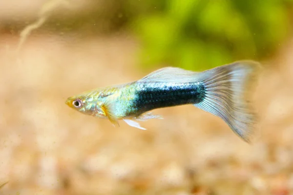 Guppy (Poecilia reticulata) — Foto de Stock