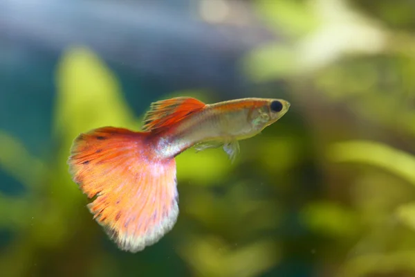 Cucciolo (Poecilia reticulata) — Foto Stock