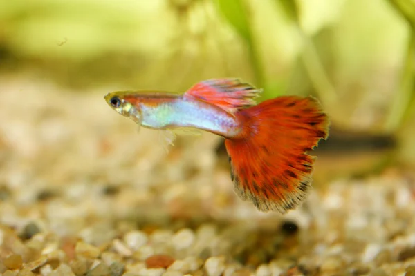 Guppy (Poecilia reticulata) 