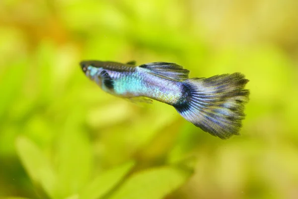 Guppy (Poecilia reticulata) — Fotografia de Stock