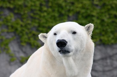 kutup ayısı (ursus maritimus) 