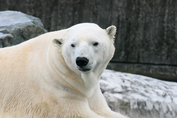Polar bear   (ursus maritimus) — Stock Photo, Image