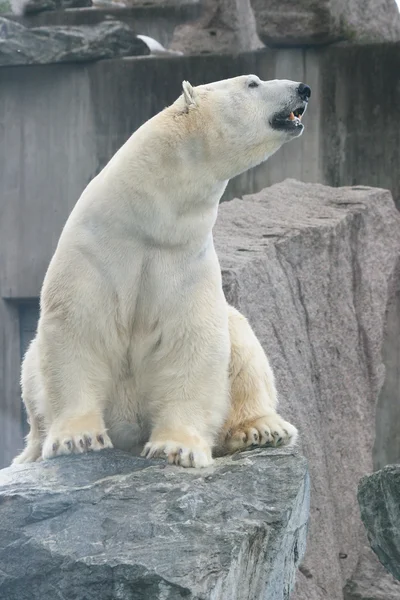 北极熊(ursus maritimus)) — 图库照片