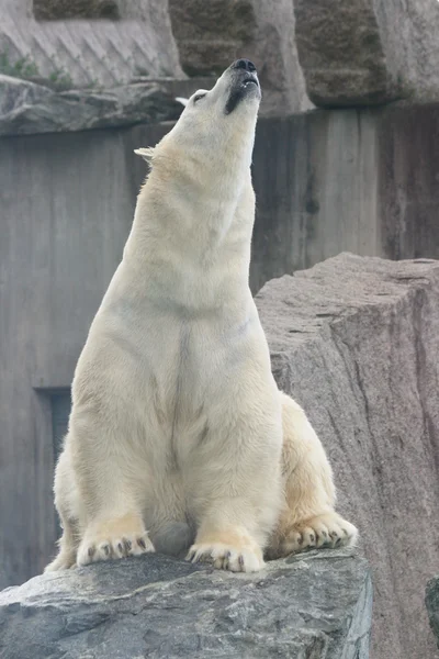 北极熊(ursus maritimus)) — 图库照片
