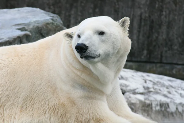 Polar bear   (ursus maritimus) Stock Picture