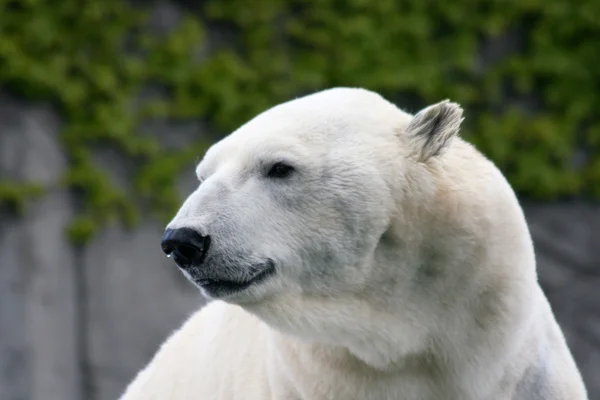 IJsbeer (ursus maritimus)) Stockafbeelding