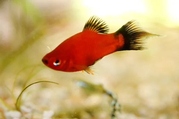 Platy (Xiphophorus maculatus)) — Fotografia de Stock