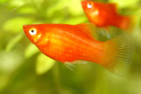  Yassı (Xiphophorus maculatus) 