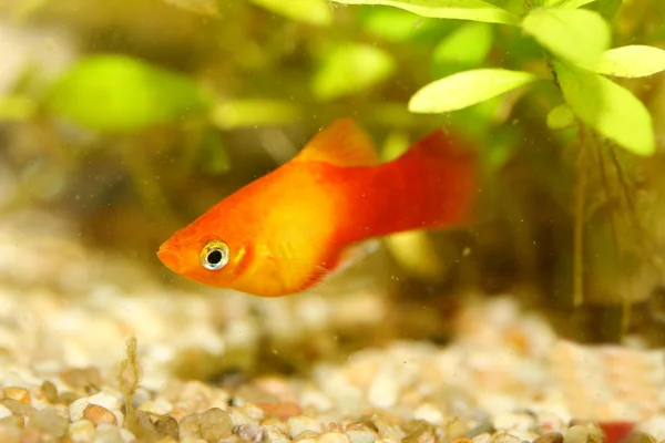 Platy (Xiphophorus maculatus) — Foto Stock