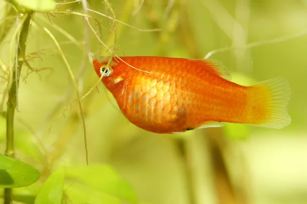 Yassı (Xiphophorus maculatus) — Stok fotoğraf