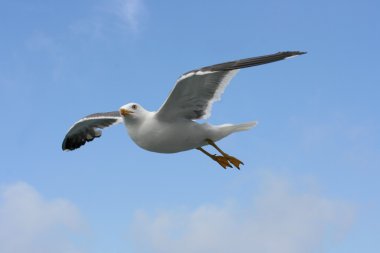  uçan martı (Larus argentatus) 