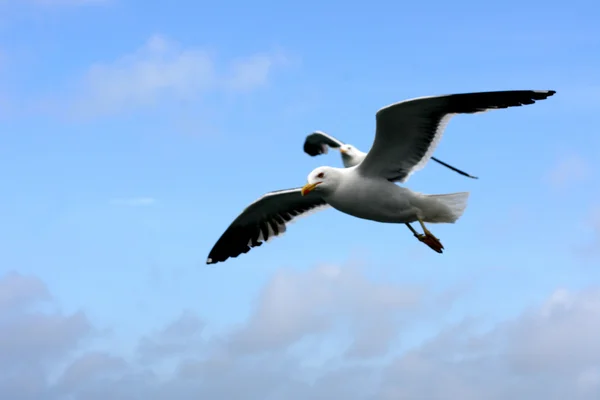 Latająca mewa (Larus argentatus) — Zdjęcie stockowe