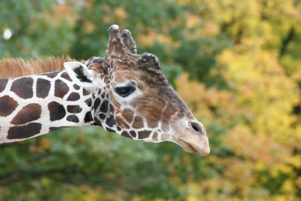 Giraffa (Giraffa camelopardalis ) — Foto Stock