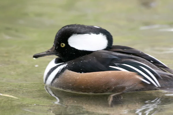 Merganser com capuz (lophodytes cucullatus) — Fotografia de Stock