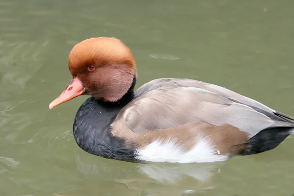 Piston-duck (Netta rufina) ) — стоковое фото