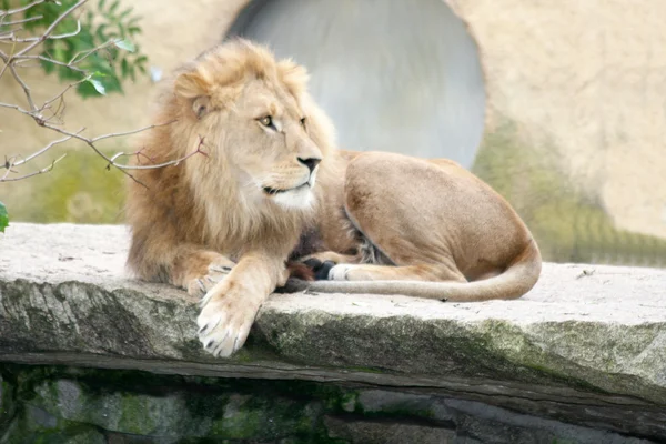 Lion (Panthera leo) — Stock Photo, Image