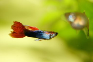Guppy (Poecilia reticulata) 