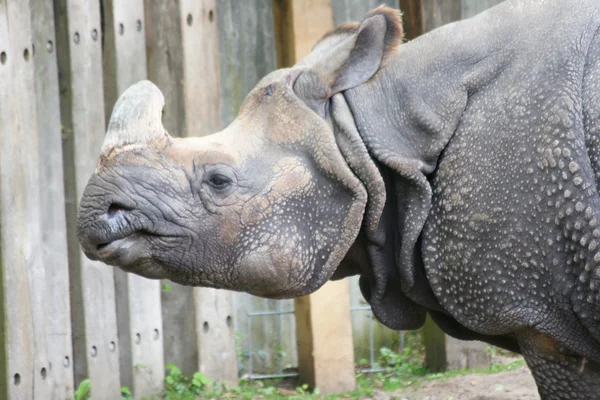 Hvid næsehorn (Ceratotherium simum) - Stock-foto