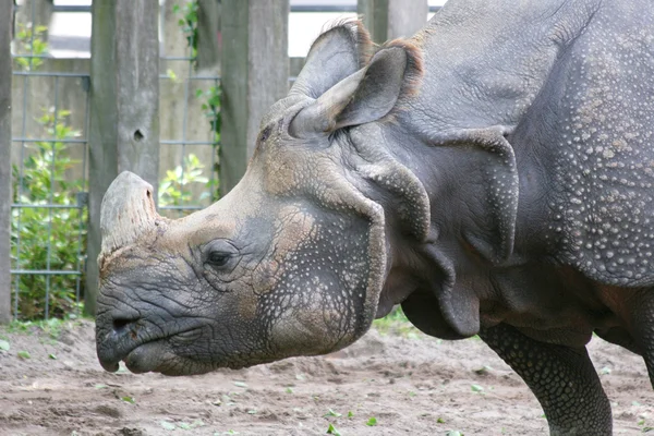 White Rhino  (Ceratotherium simum) — Stock Photo, Image