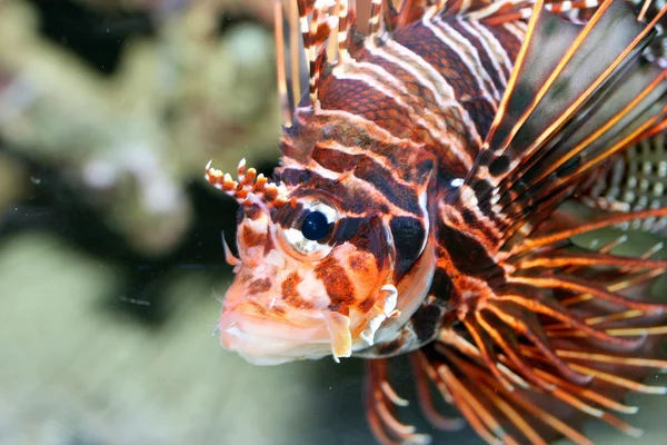 Antenna fire fish   (Pterois antennata) — Stock Photo, Image