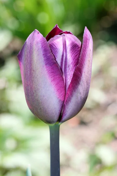 Purpurtulpe (tulipa)) — Stockfoto