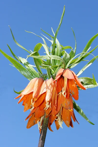 Императорская корона (Fritillaria imperialis) — стоковое фото