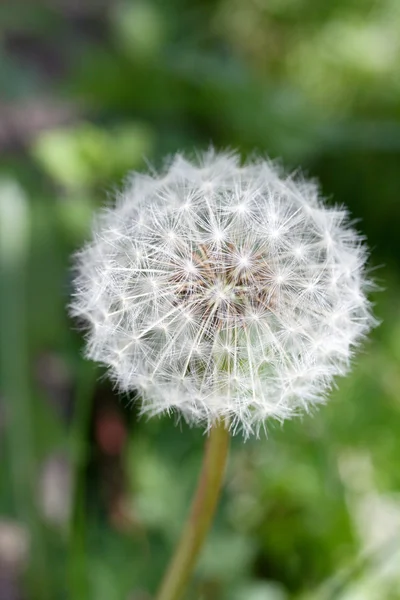 Diente de león (taraxacum sect ruderalia ) — Foto de Stock