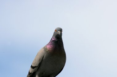 Şehir güvercin (Columba livia forma domestica) 