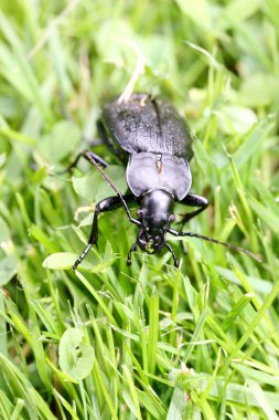 Zemin böcekleri (Carabidae)  
