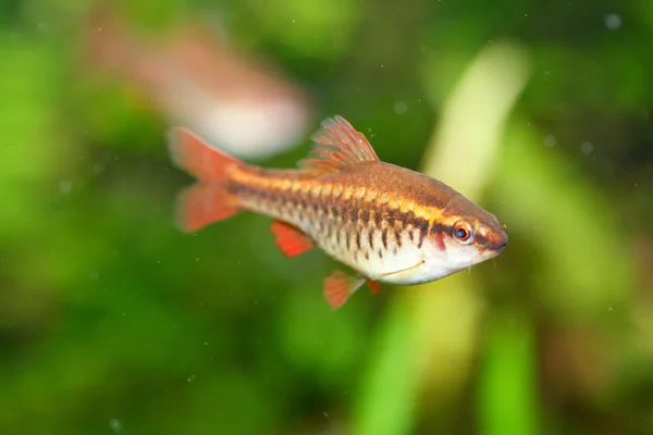 Cordero de cereza (Puntius titteya) — Foto de Stock