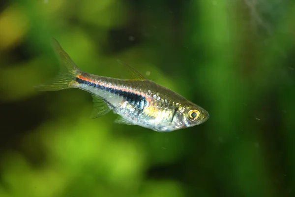 Arlequín Rasbora (Rasbora heteromorpha ) —  Fotos de Stock