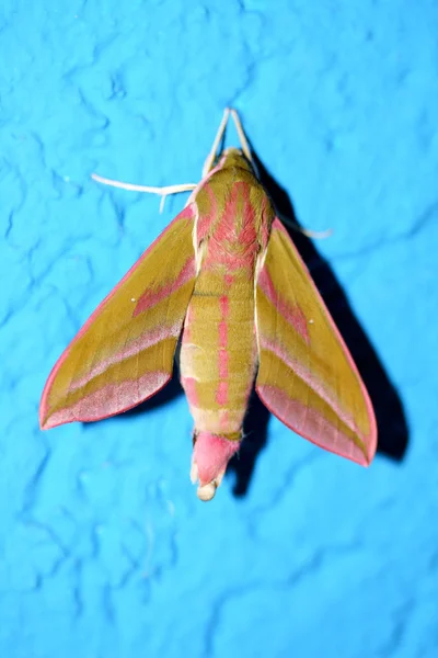 Mariposa (Deilephila porcellus ) —  Fotos de Stock