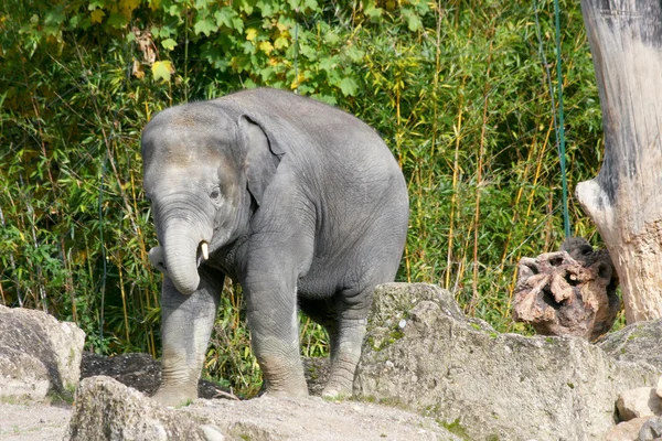 A Elefante (elefantidae ) —  Fotos de Stock