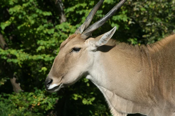 Eland  (Taurotragus oryx) — Stock Photo, Image