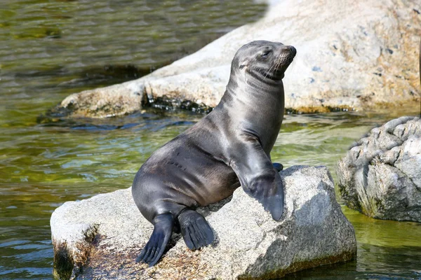 Tulení přístav (Phoca vitulina) — Stock fotografie