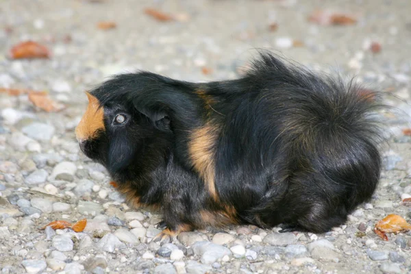 Tengerimalacok (Caviidae) — Stock Fotó