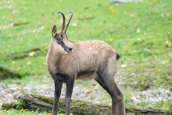  Chamois (Rupicapra rupicapra)  