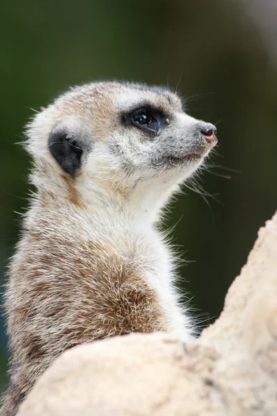 Meerkat (Suricata suricatta) ) — Photo