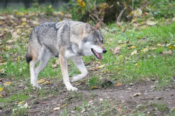 Lobo (Canis lupus ) — Fotografia de Stock