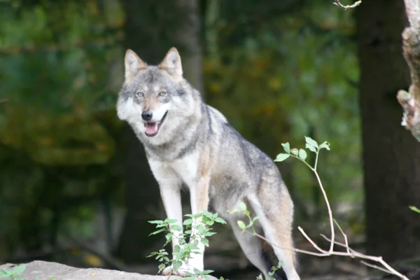 Lobo (Canis lupus ) — Fotografia de Stock