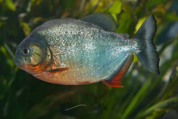 Piros piranha (Pygocentrus nattereri) — Stock Fotó