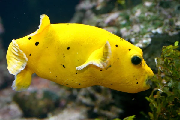 Yellow boxfish  (Ostracion cubicus) — Stock Photo, Image