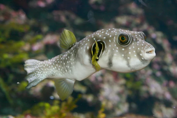 A Pufferfish   (Tetraodontidae) — Stock Photo, Image