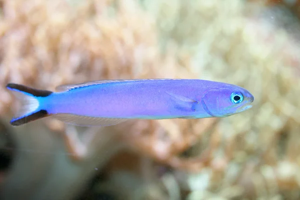 Un pez azul — Foto de Stock